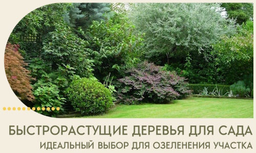 Быстрорастущие деревья для сада идеальный выбор в Геленджике