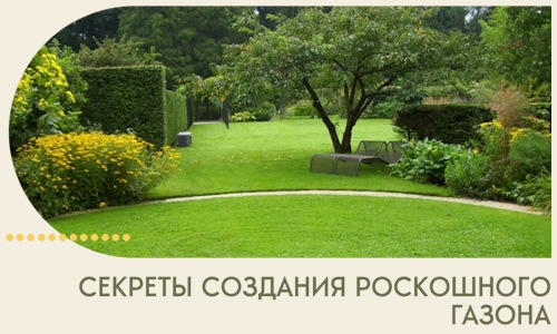 Секреты создания роскошного газона в Геленджике